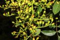Pistacia terebinthus